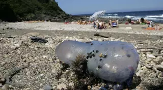 La carabela portuguesa, el visitante que se aprovecha del cambio climático