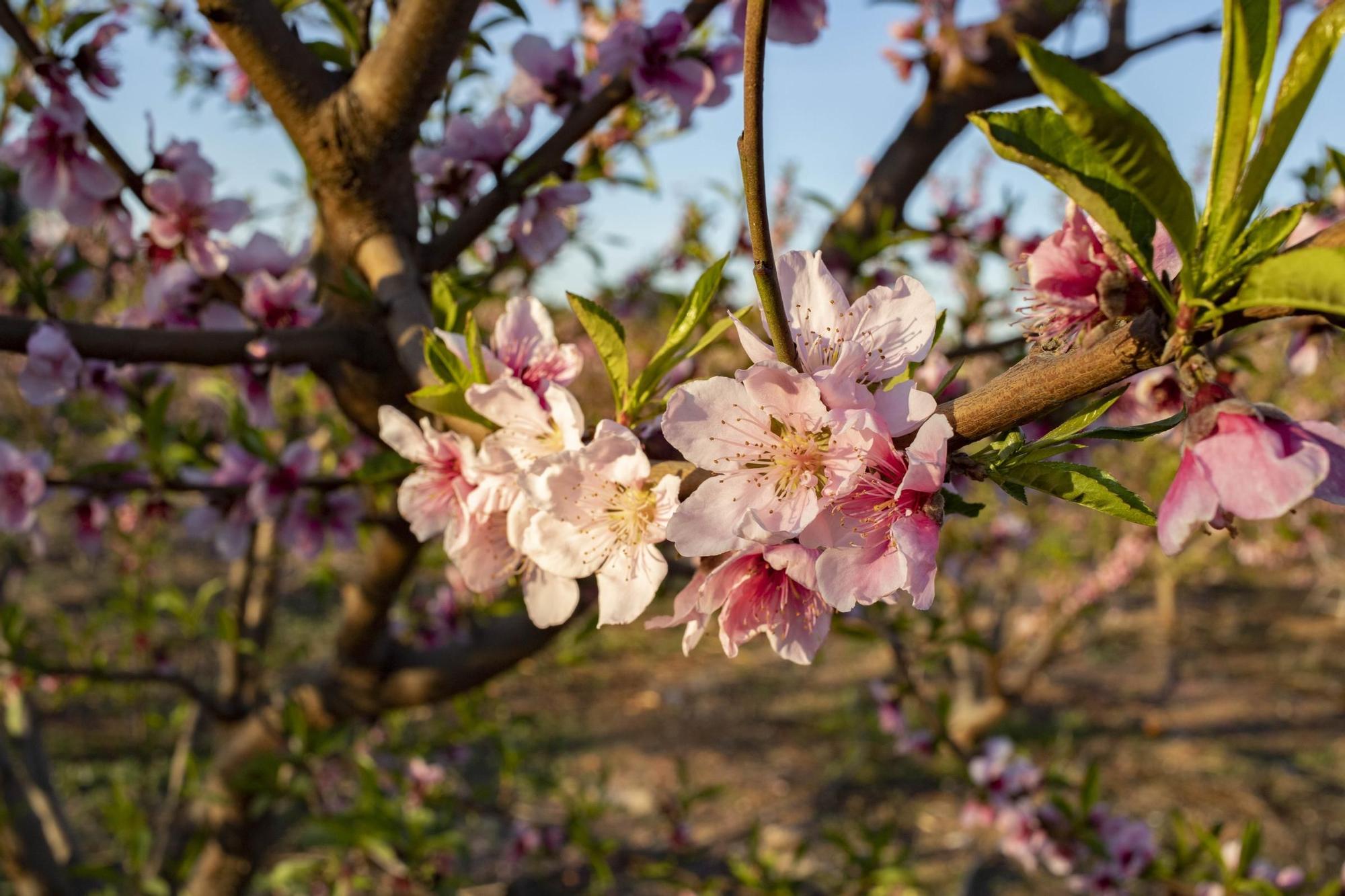 Los almendros en flor ya alegran los paisajes valencianos