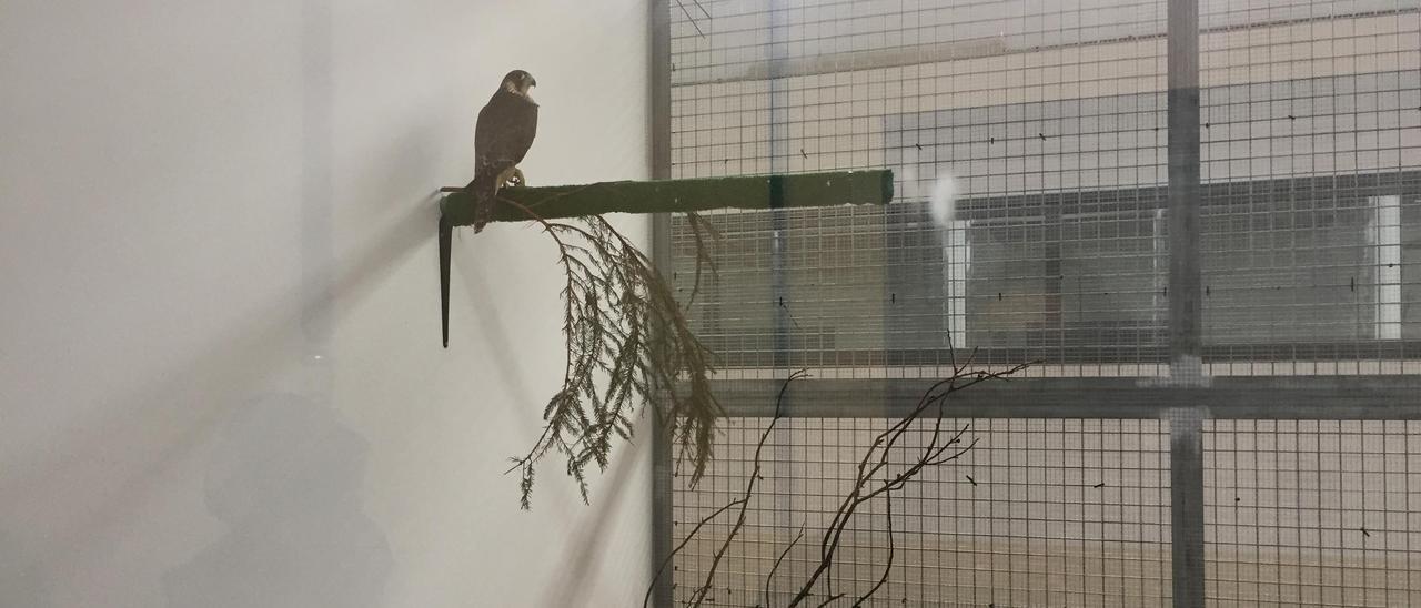 Un halcón peregrino en las instalaciones de Sobrescobio, de recuperación de fauna silvestre.