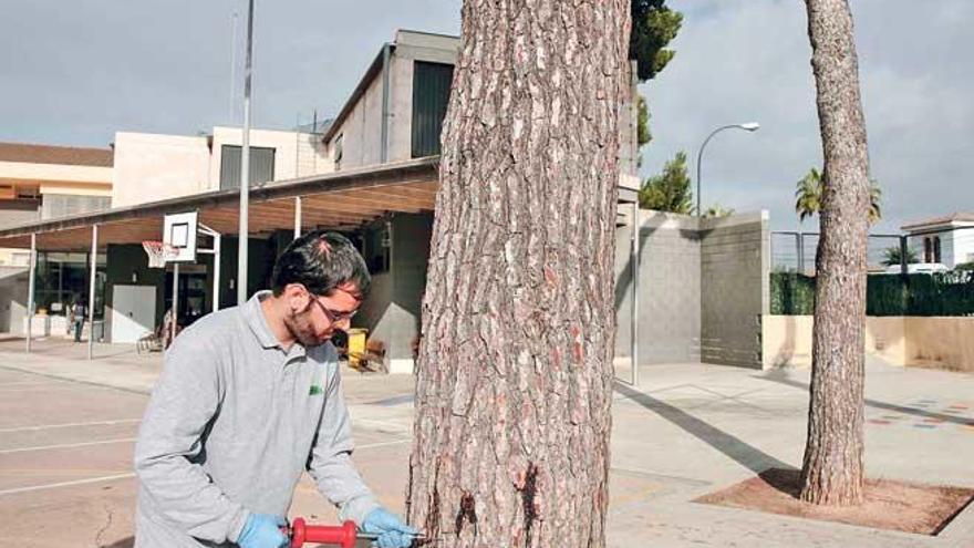 Un técnico aplica el método de endoterapia vegetal en un pino del colegio de Can Pastilla.