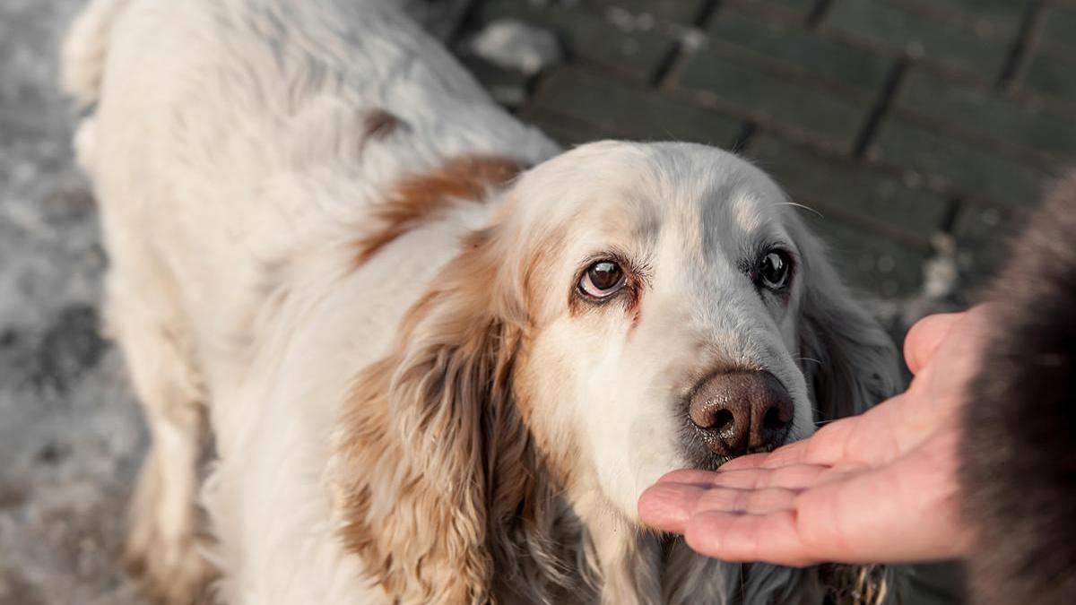 Se recomienda lavar tanto las patas como el hocico con agua y champú para mascotas.