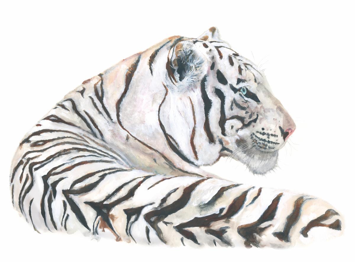 Dibujo de un tigreo coreano (Panthera Tigris), por Joana Santamans, publicado en Animales Invisibles (Nórdica, 2021) de Gabi Martínez y Jordi Serrallonga.