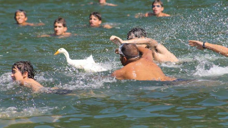 Varios nadadores intentan capturar al pato de Cueva en una pasada edición de la fiesta.