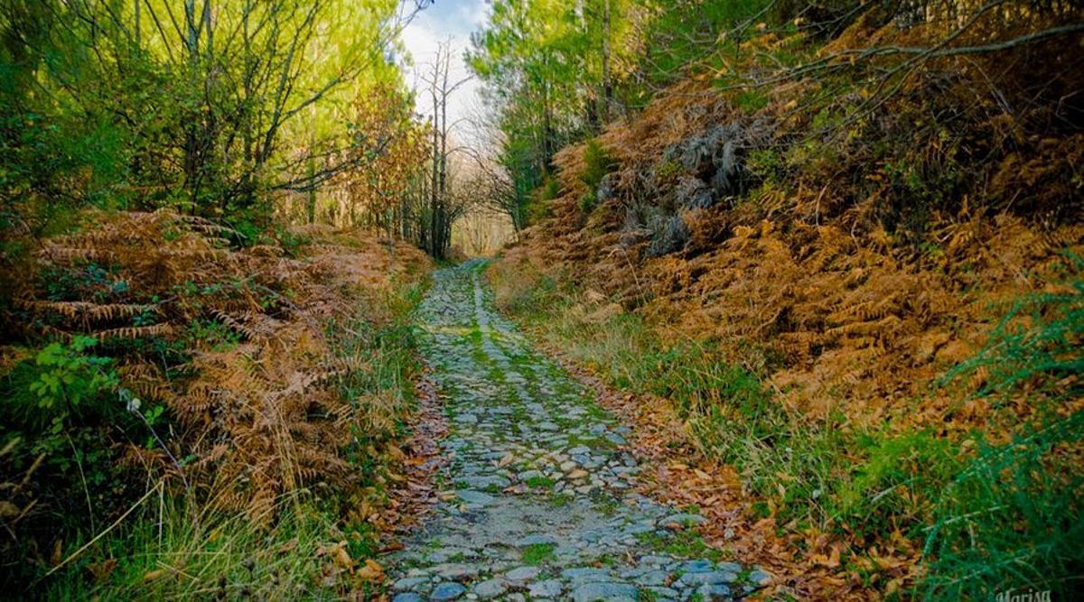 Imagen de la calzada romana de la ruta del Castañar de los Ojestos.