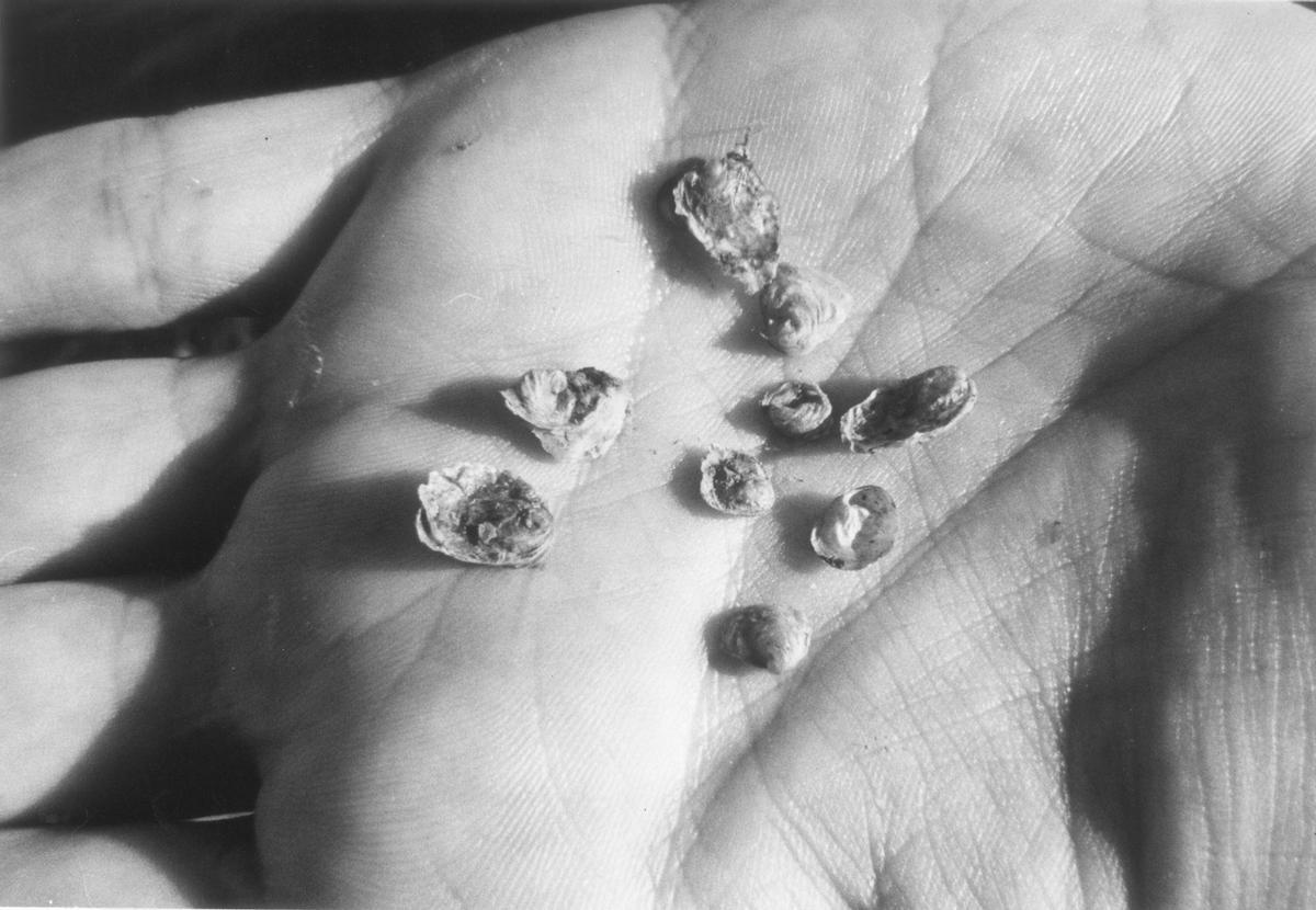 La «calle de las ostras» de Vigo: un mercado centenario y todo un símbolo de la ciudad