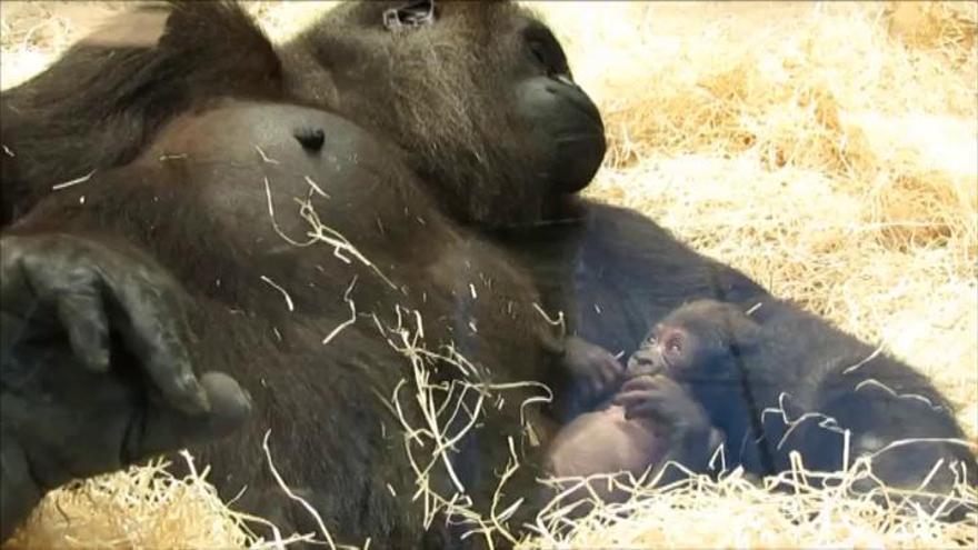 Nace una nueva cría de gorila en el Zoo Aquarium de Madrid