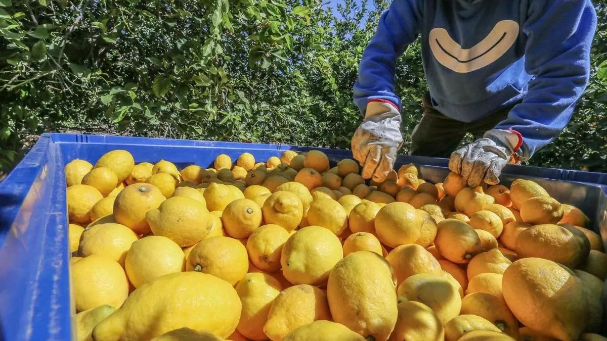Una docuserie registrará el viaje de un limón murciano a París en 24 horas.