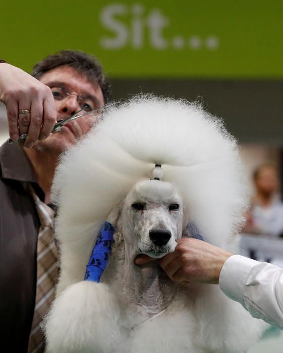 Crufts Dog Show, l'exhibició de gossos més gran d'Anglaterra