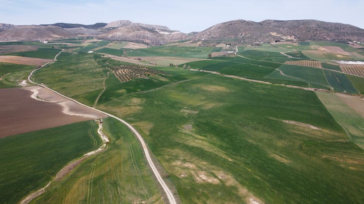 Terrenos donde se quiere construir una planta solar fotovoltaica de 100 hectáreas en Cañete la Real.