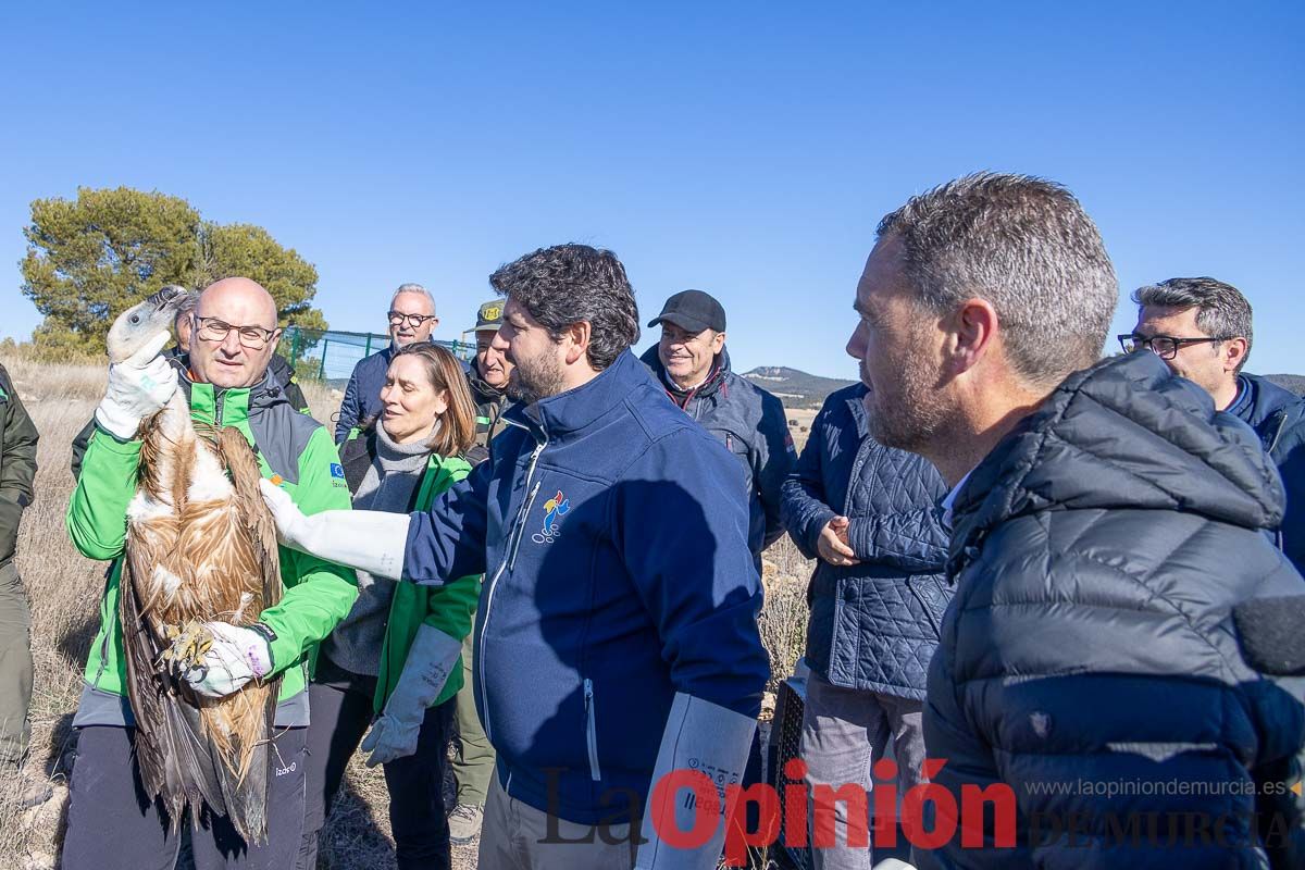 Suelta de dos buitres leonados en la Sierra de Mojantes en Caravaca