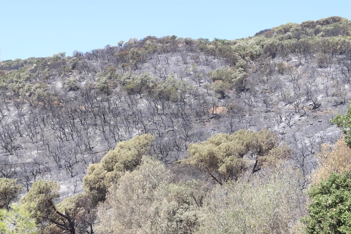 Les Gavarrres, després de l'incendi