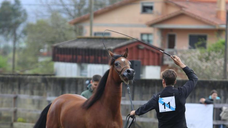 A Estrada abre con concursos la Feira de Pascua