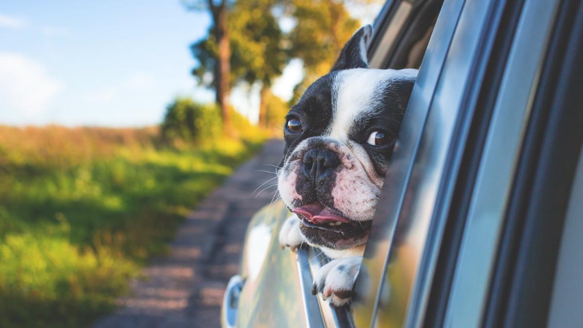 Necesitarás un pasaporte de mascota para viajar con tu perro