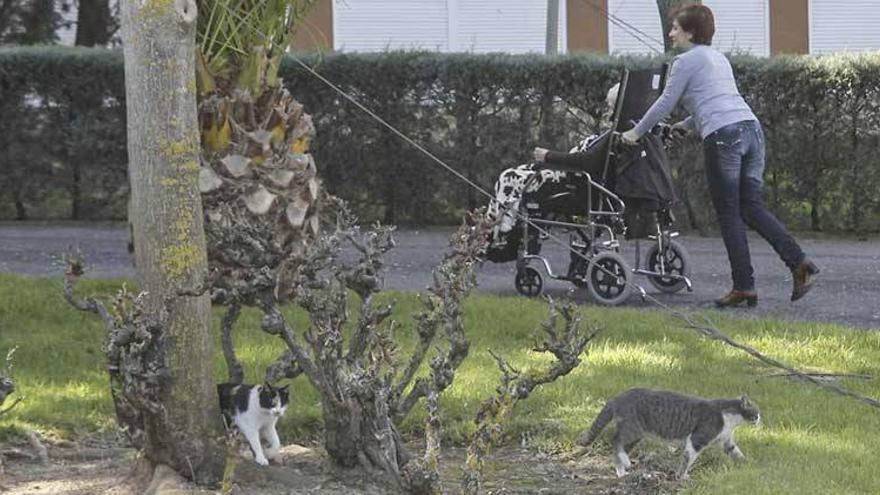 Una colonia de gatos destroza parte de los techos de la residencia Asistida de Cáceres