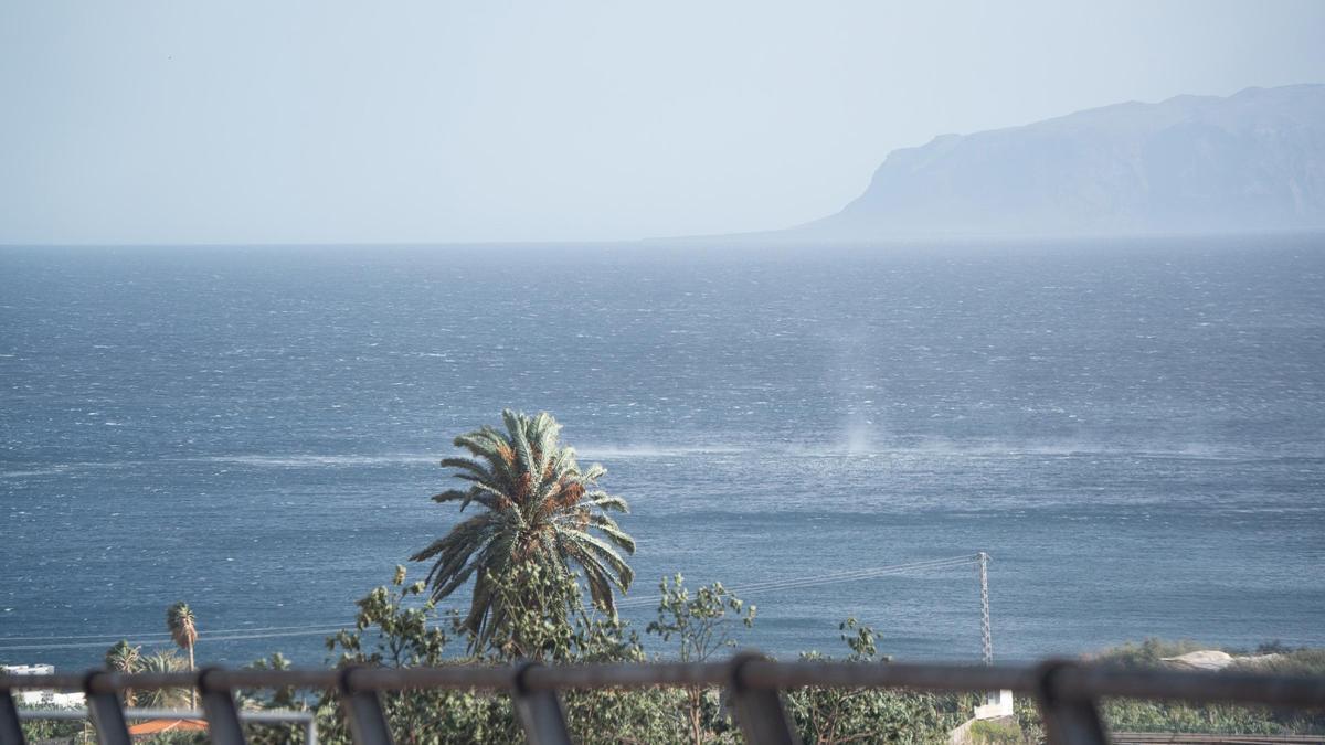Archivo - Palmeras dobladas por el viento, en La Gomera, Canarias (España).