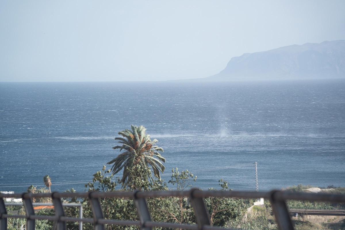 Archivo - Palmeras dobladas por el viento, en La Gomera, Canarias (España).