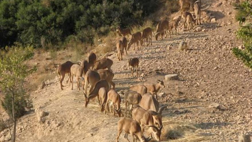 Una manada de arruís en la provincia. A la derecha, imagen de archivo de daños en una explotación de Montnegre por una incursión de estos animales.