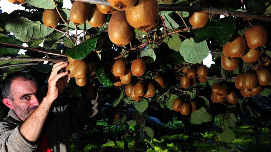 Un kiwicultor muestra la calidad de la fruta que producen las tierras de O Salnés.   | // IÑAKI ABELLA