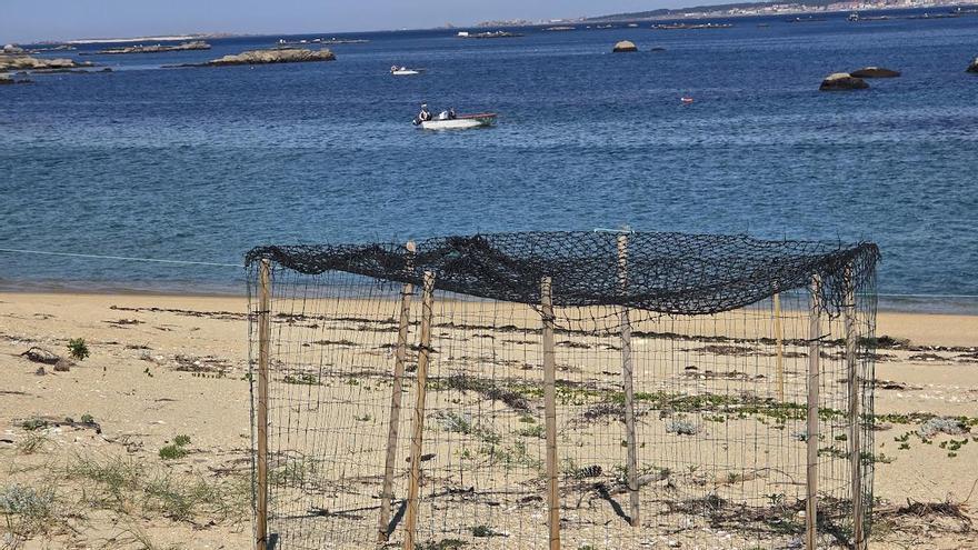 Balizan el primer nido de chorlitejo en la Reserva Ornitológica de O Grove