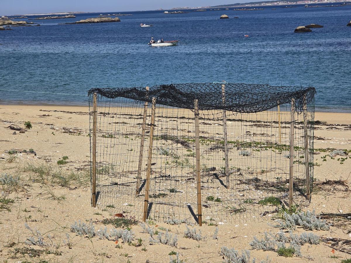 Jaulón instalado en una playa de O Grove para proteger un nido.
