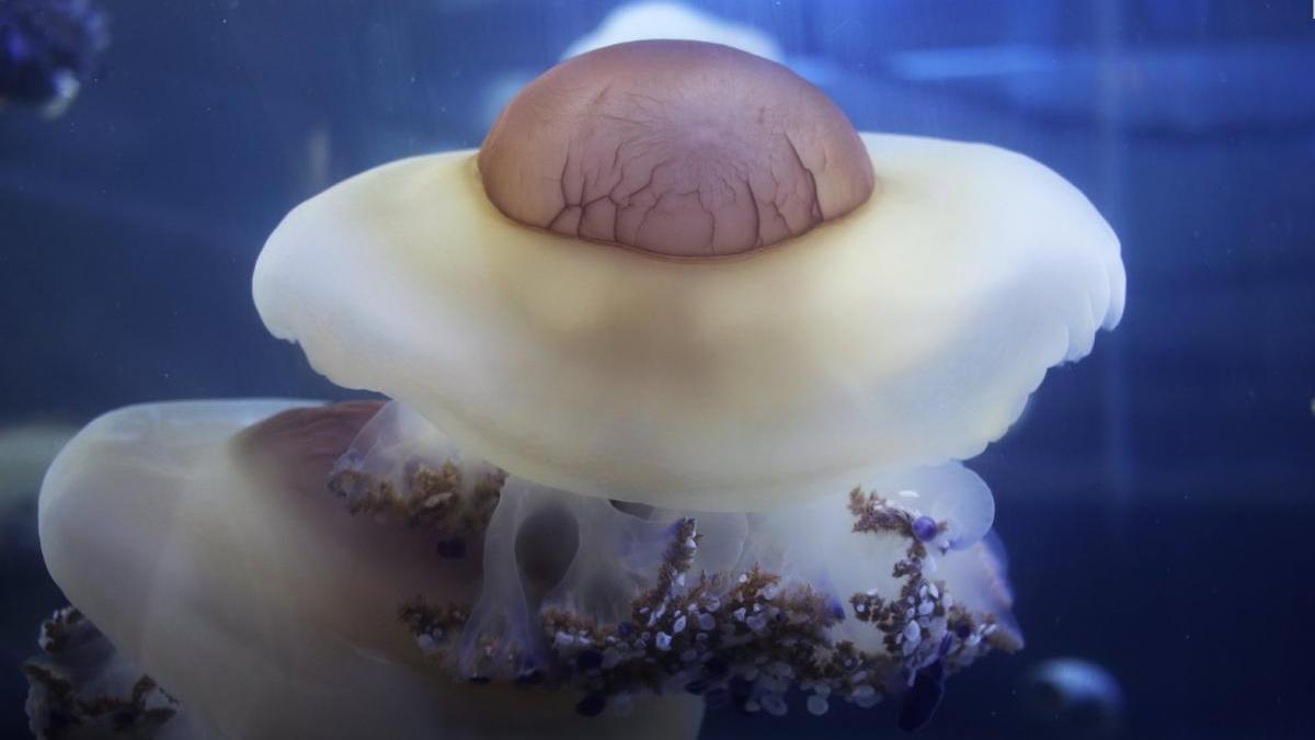 El Oceanogràfic exhibe las mayores medusas huevo frito que se pueden ver en un acuario