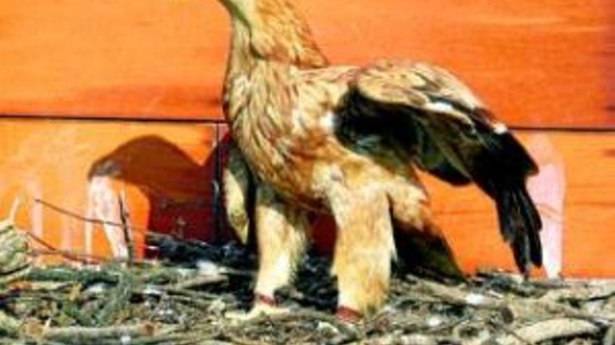 Mérida protege al águila imperial