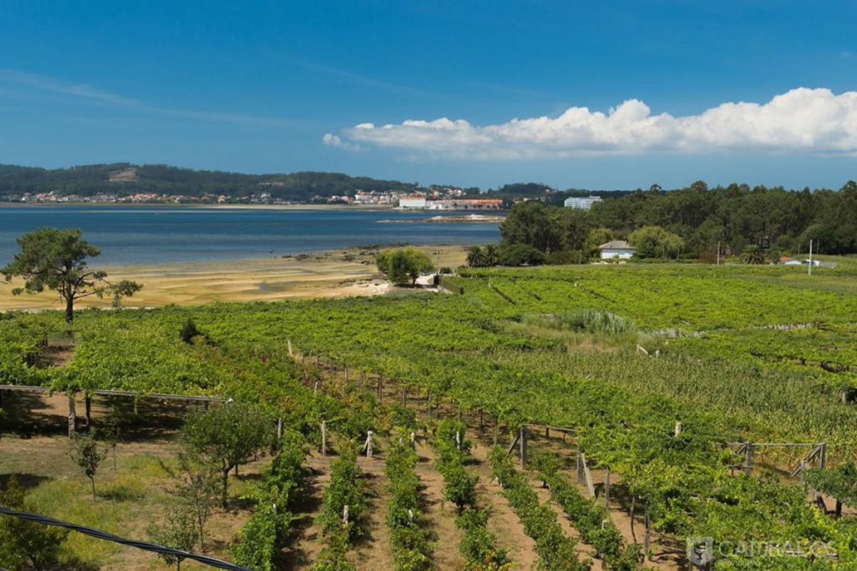 Viñedos frente al mar en Cambados.