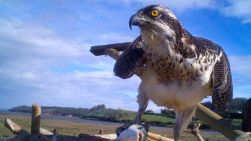 Especie de águila cuya cría se quiere recuperar en el marjal de Almardà.