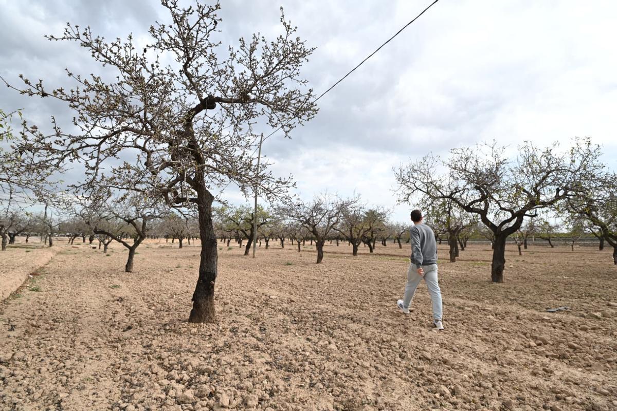 En la carretera de Torrellano desde Elche hay varios campos de almendros y en ellos se puede comprobar que no han florecido
