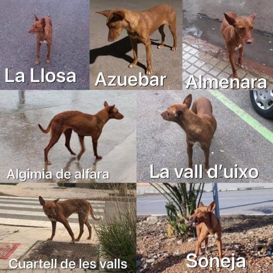 Lugares en los que ha sido vista Tanca, la podenco que no se deja rescatar.