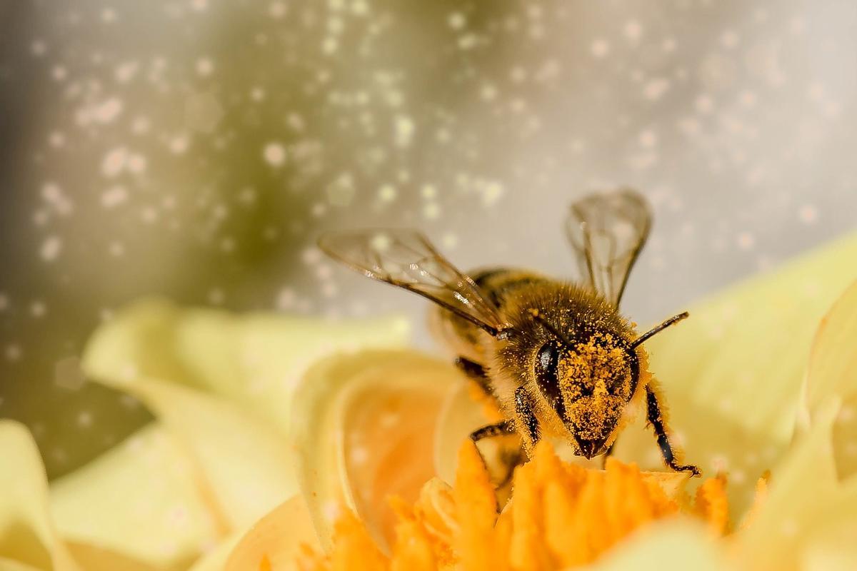 Las abejas también polinizan,