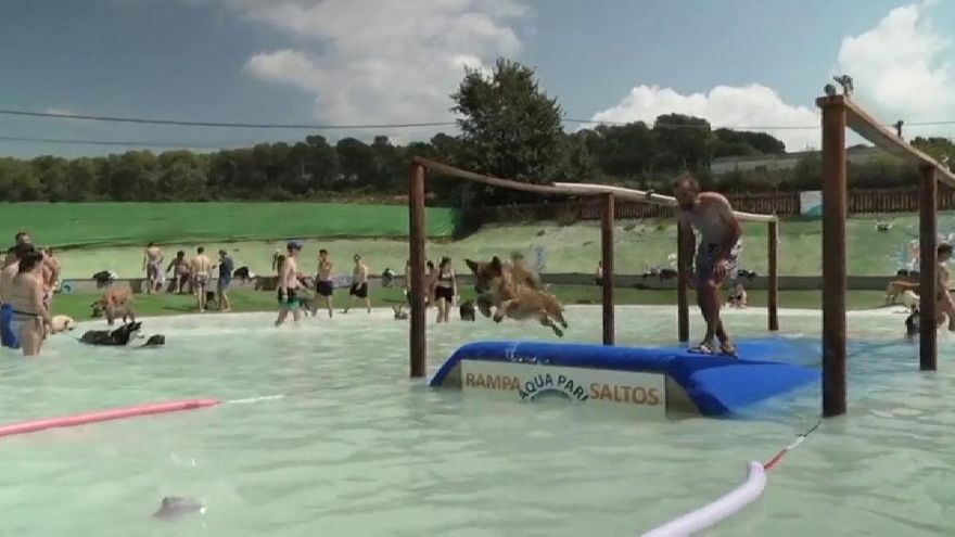 Agua y diversión: el paraíso veraniego para los perros