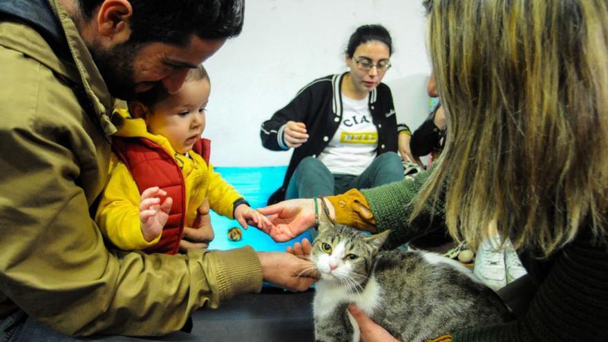 Una familia se interesa por un gato abandonado en Cambados.   | // I.A.