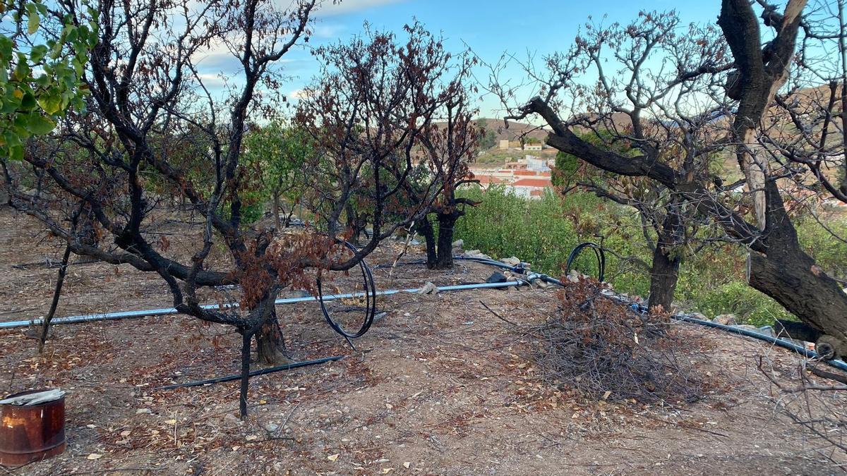 Cultivos secos en la finca de uno de los agricultores de Cercados de Araña, en San Bartolomé de Tirajana.