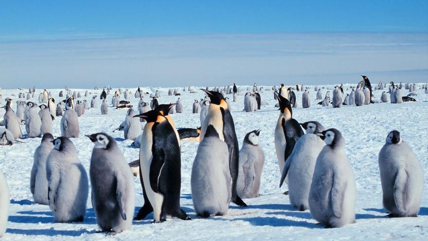 El derretimiento de la Antártida mata a 10.000 polluelos de pingüino emperador