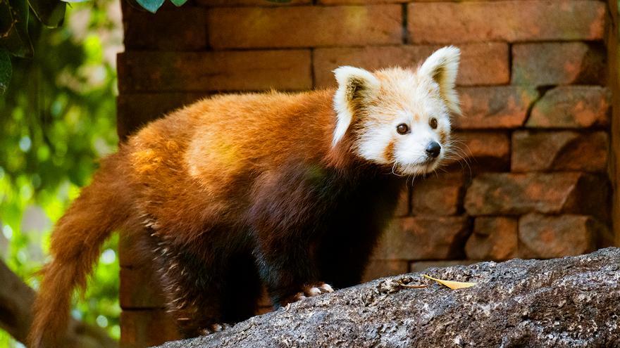 Un nuevo ejemplar de panda rojo llega a Bioparc Fuengirola