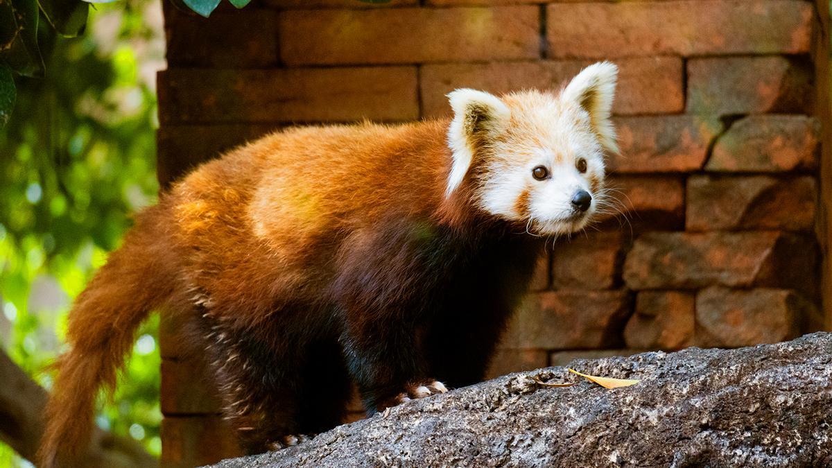 Panda rojo en Bioparc Fuengirola