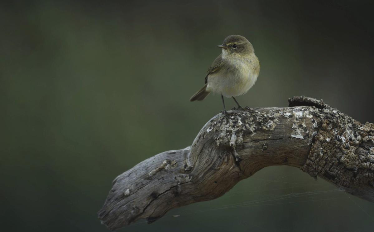Mosquitero fotografiado en ses Feixes
