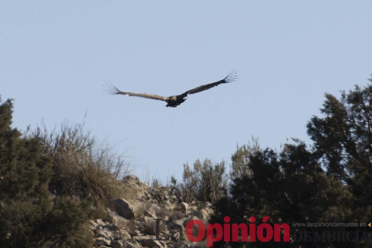 Suelta de dos buitres leonados en la Sierra de Mojantes en Caravaca