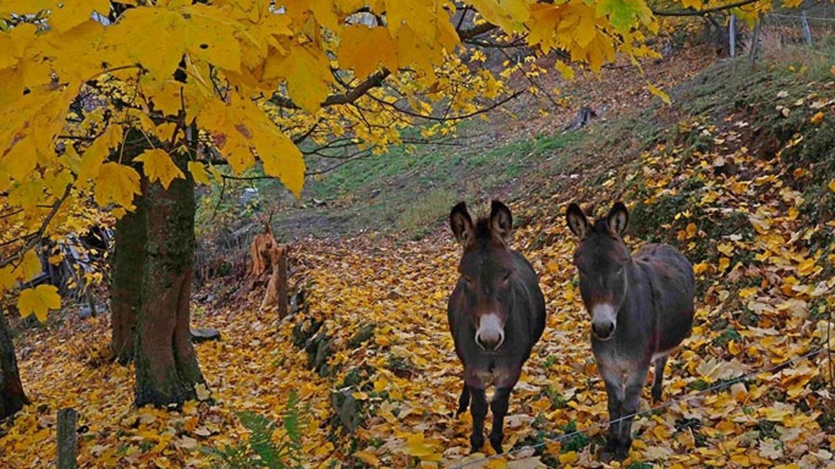 EQUINOCCIO DE OTOÑO: Paisaje otoñal en las montañas de los Vosgos, en Francia.