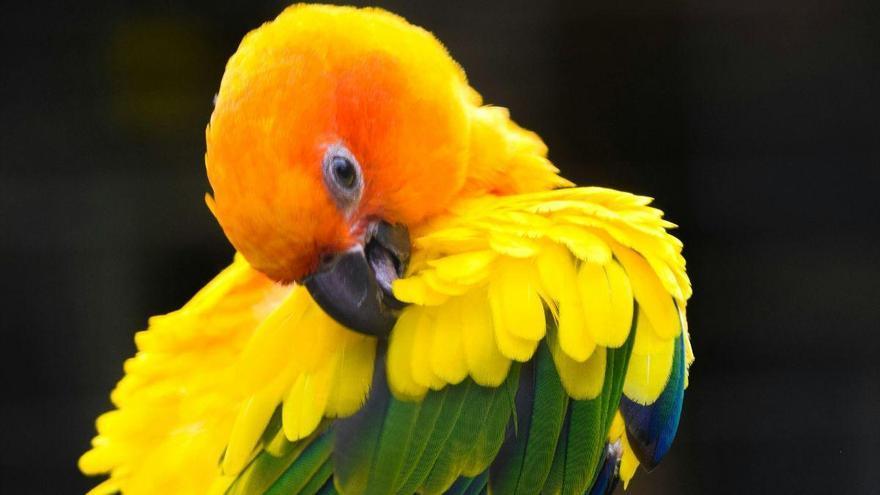 Descubren que los pájaros también se masturban