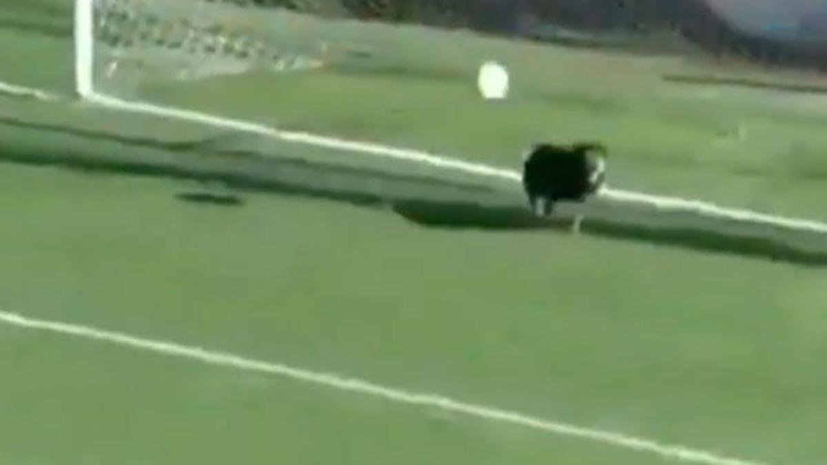 ¡Un perro evitó un gol en pleno partido!