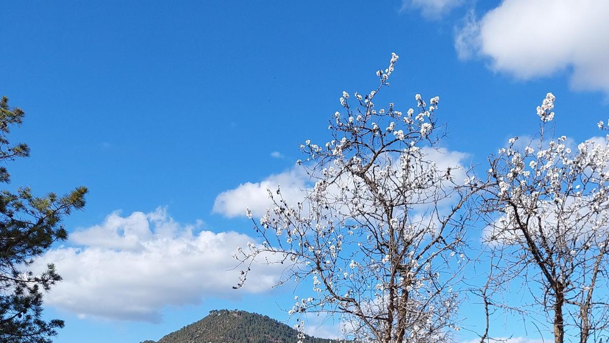 Ametllers florits al Collbaix, Bages.