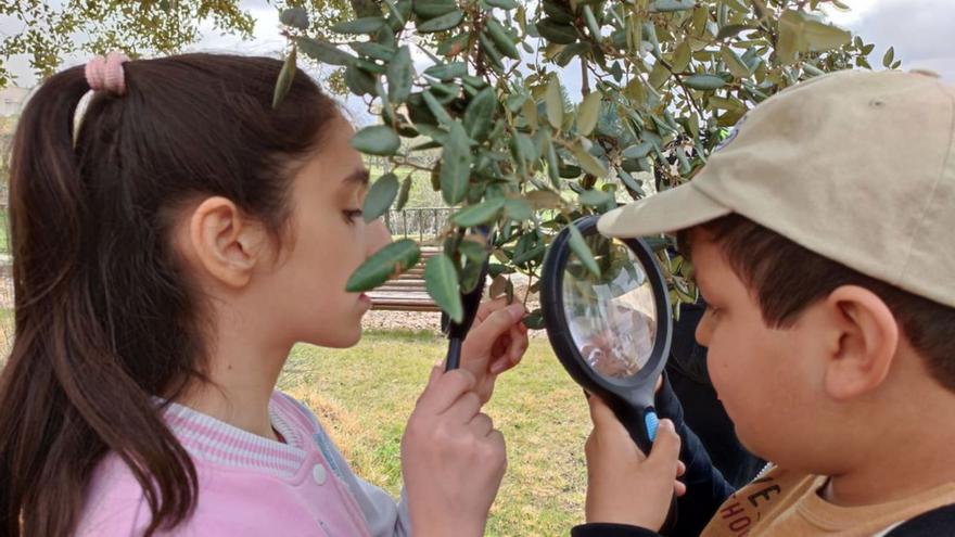 La encina, un edificio lleno de vida, protagonista del Día del Árbol en la Casa del Parque de Fermoselle | CEDIDAS