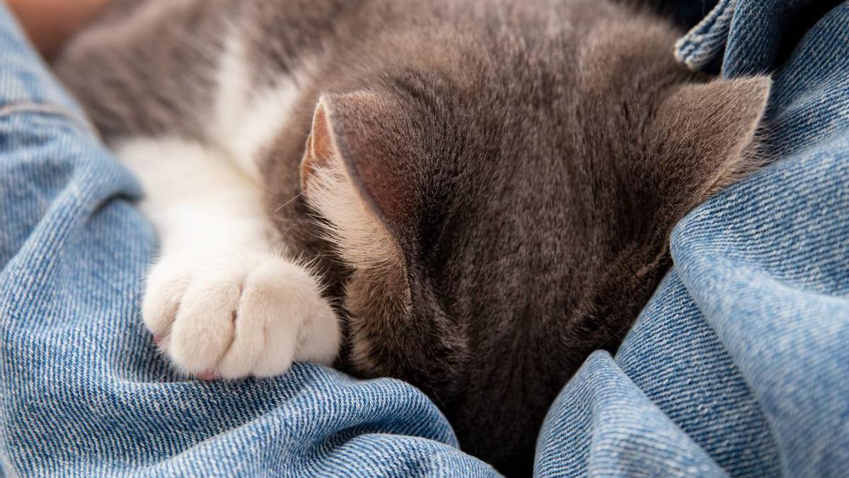 Un gato restregando su cabeza contra el brazo de su dueño