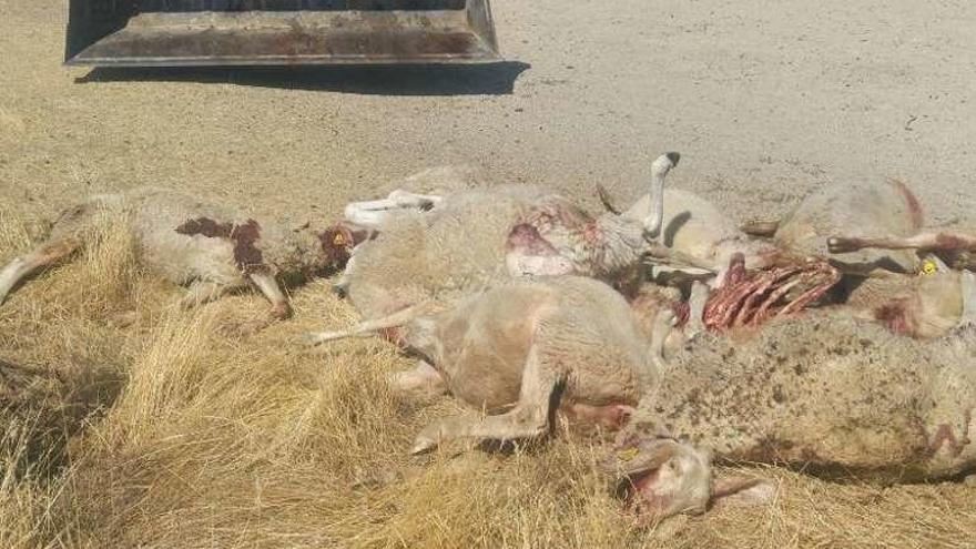 Ovejas matadas por el lobo en Fresnadillo de Sayago.