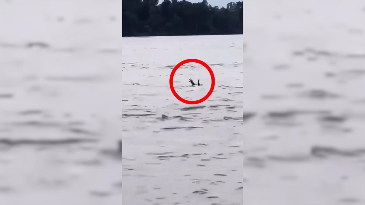 Un cocodrilo finge ser un humano ahogándose para atacar a quien le rescate