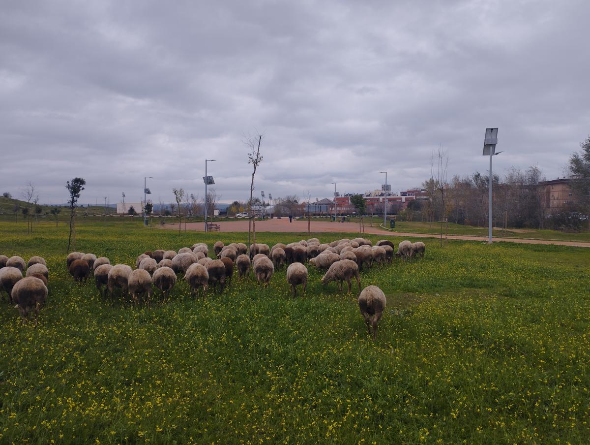 Rebaño de ovejas de Antonio pastando en el Parque de Levante, este viernes.