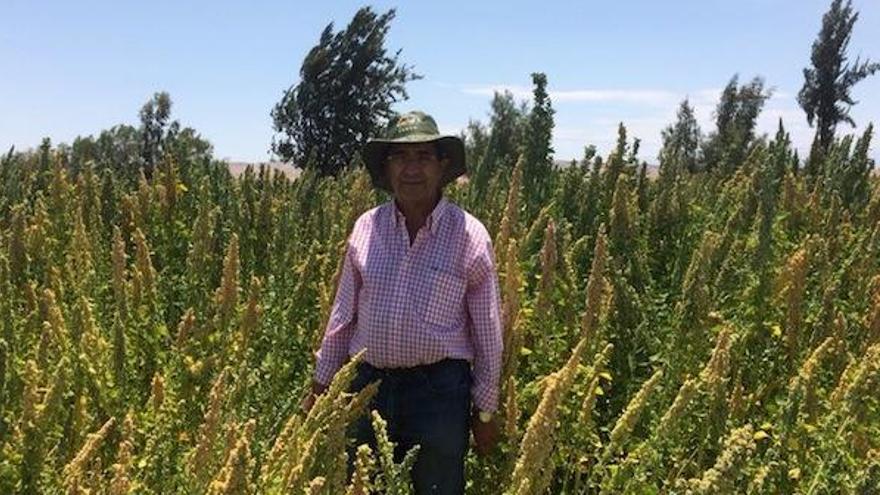 La quinoa cae a la mitad en su primer año