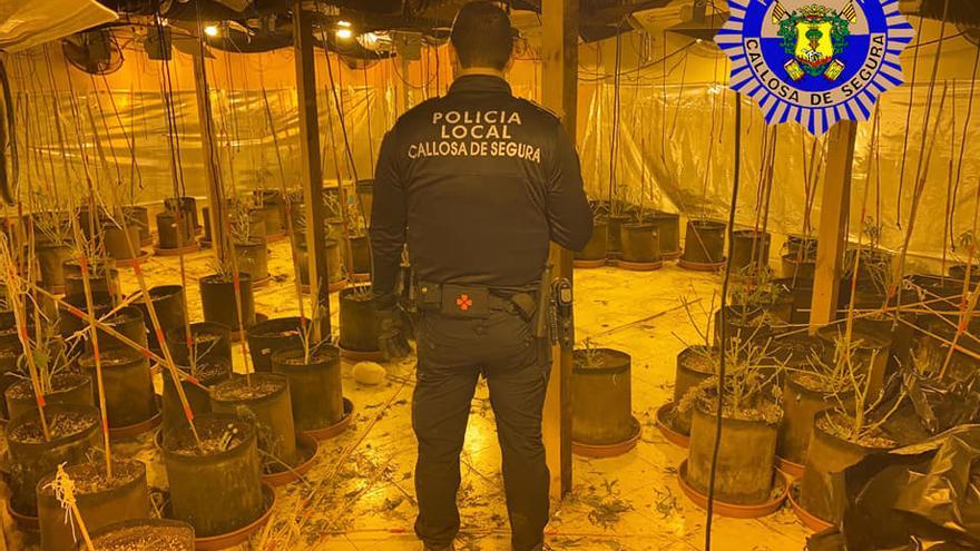 La Policía Local de Callosa desmantela una plantación de marihuana oculta en una nave industrial